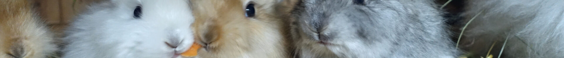 Wir erwarten im Februar Angora Jungtiere